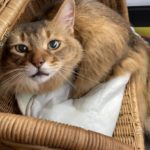 柳井市M様ソマリのシルフくん